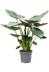 Alocasia Wentii