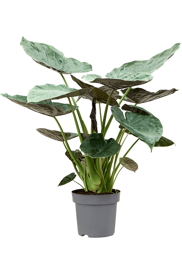 Alocasia Wentii