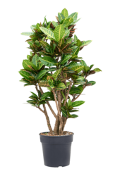 Croton (Codiaeum) Variegatum Petra