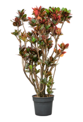 Croton (Codiaeum) Variegatum Petra