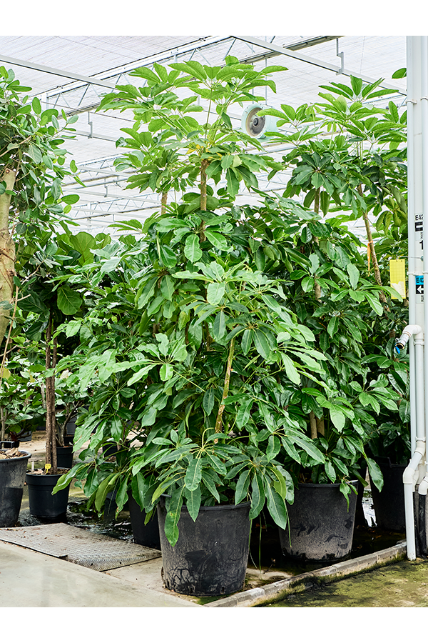 Schefflera Actinophylla Amate