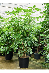 Schefflera Actinophylla Amate