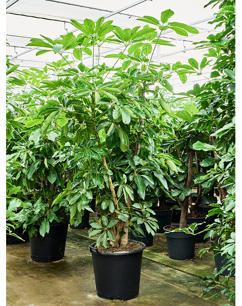 Schefflera