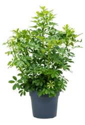 Schefflera Arboricola Compacta