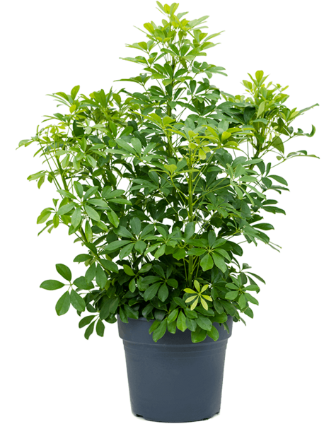 Schefflera
