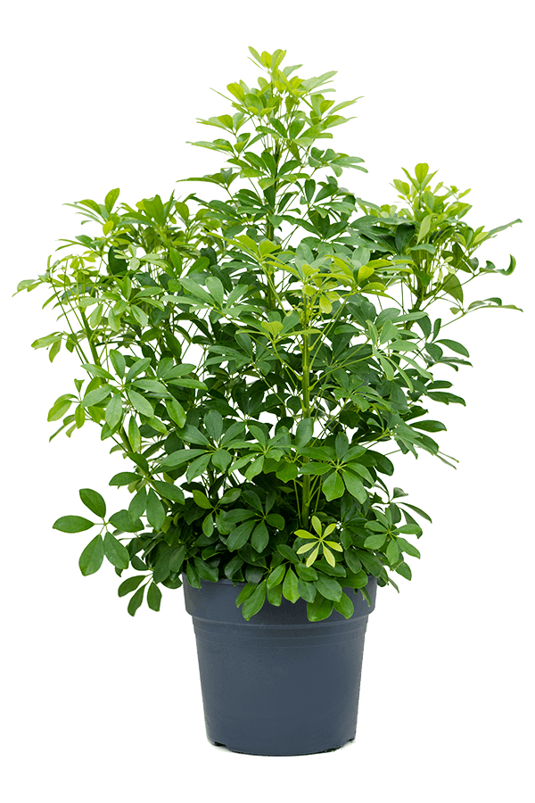 Schefflera Arboricola Compacta