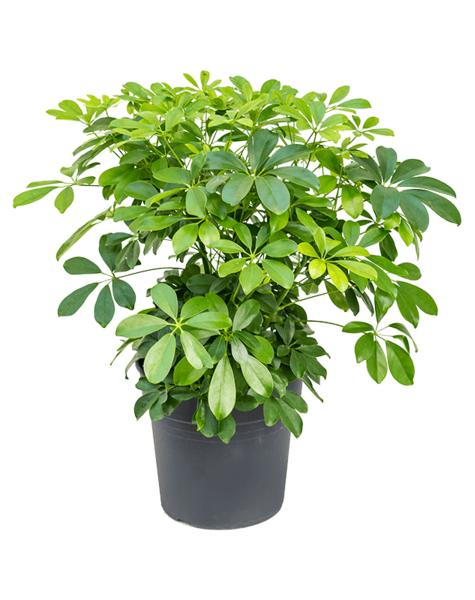 Schefflera