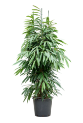 Ficus Binnendijkii Amstel King