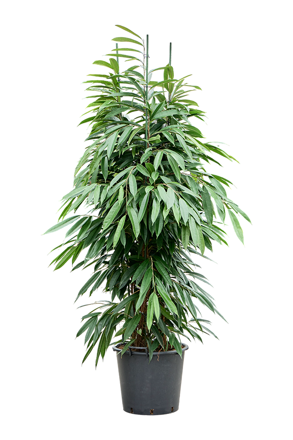 Ficus Binnendijkii Amstel King