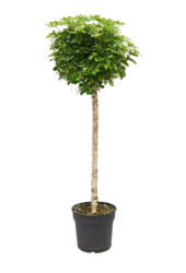 Schefflera Arboricola Gold Capella