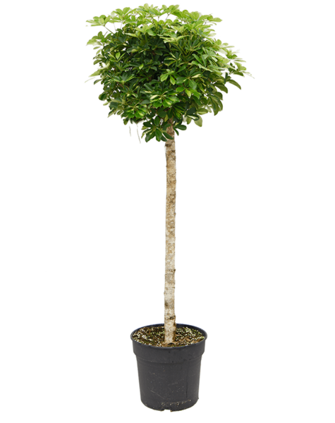 Schefflera
