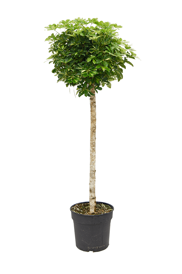 Schefflera Arboricola Gold Capella