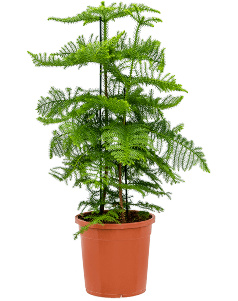 Araucaria