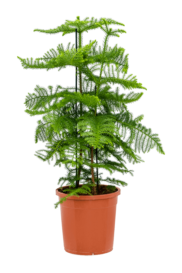 Araucaria Heterophylla