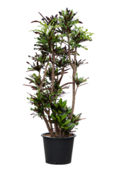 Croton (Codiaeum) Variegatum Mammi