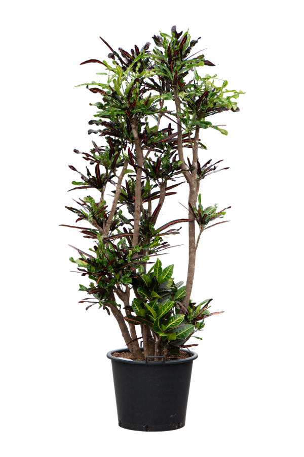 Croton (Codiaeum) Variegatum Mammi