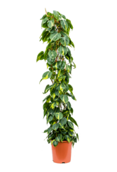 Philodendron Scandens Brasil