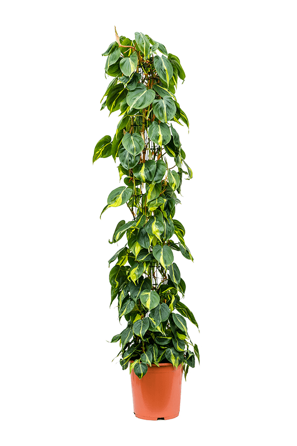 Philodendron Scandens Brasil