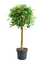 Ficus Benjamina Exotica