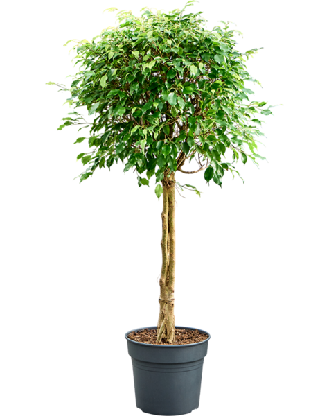 Ficus