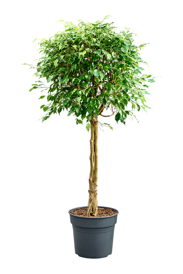 Ficus Benjamina Exotica