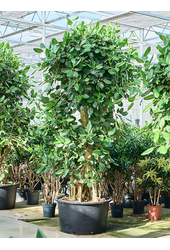 Ficus Benghalensis (275-320)