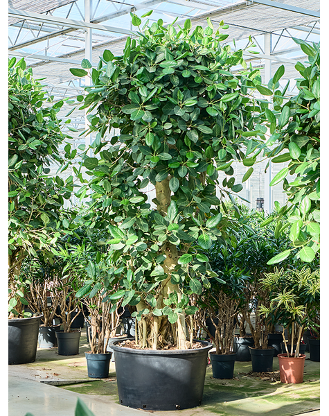 Ficus