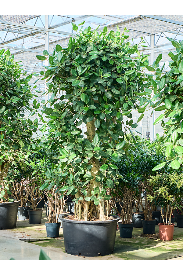 Ficus Benghalensis (275-320)