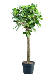 Ficus Benghalensis Audrey