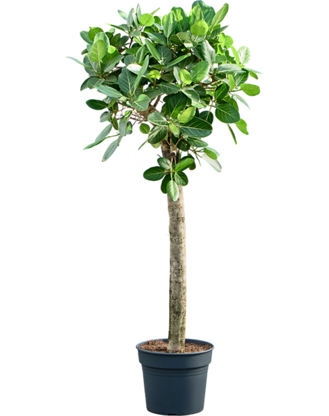 Ficus