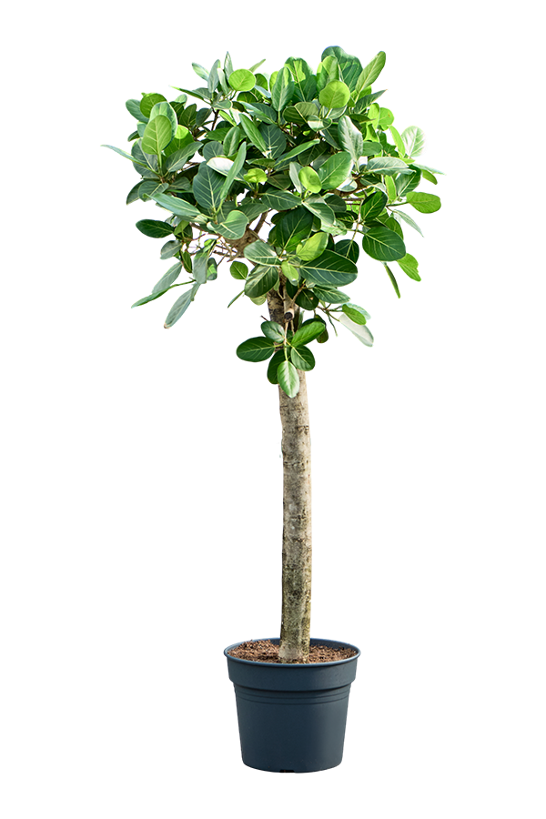 Ficus Benghalensis Audrey