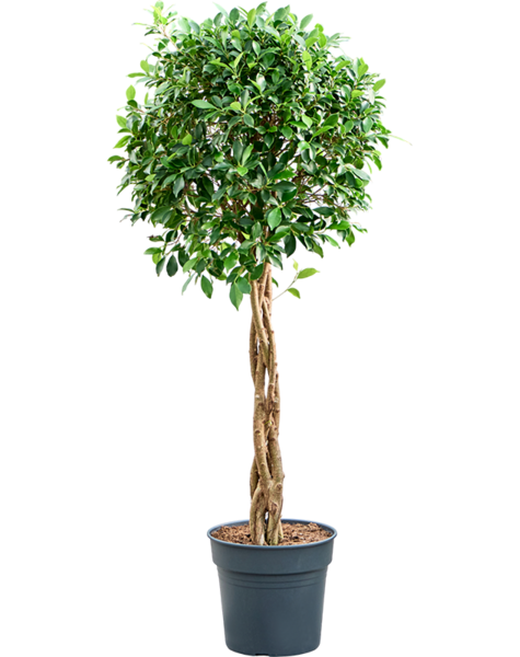 Ficus