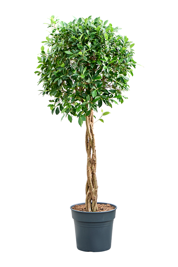 Ficus Microcarpa ‘Nitida’