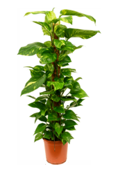 Scindapsus (Epipremnum) Aureum