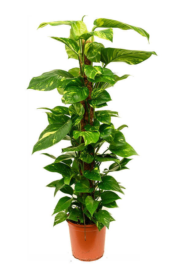 Scindapsus (Epipremnum) Aureum