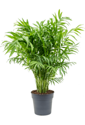Chamaedorea Elegans