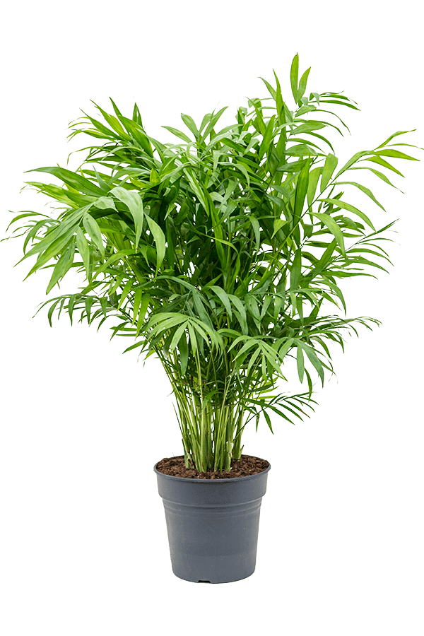 Chamaedorea Elegans