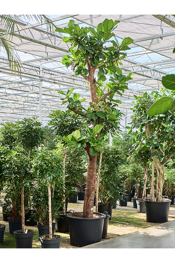 Ficus Lyrata