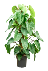 Philodendron ‘Emerald Queen’