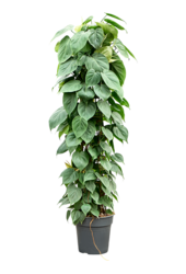 Philodendron Scandens