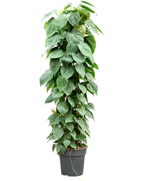 Philodendron