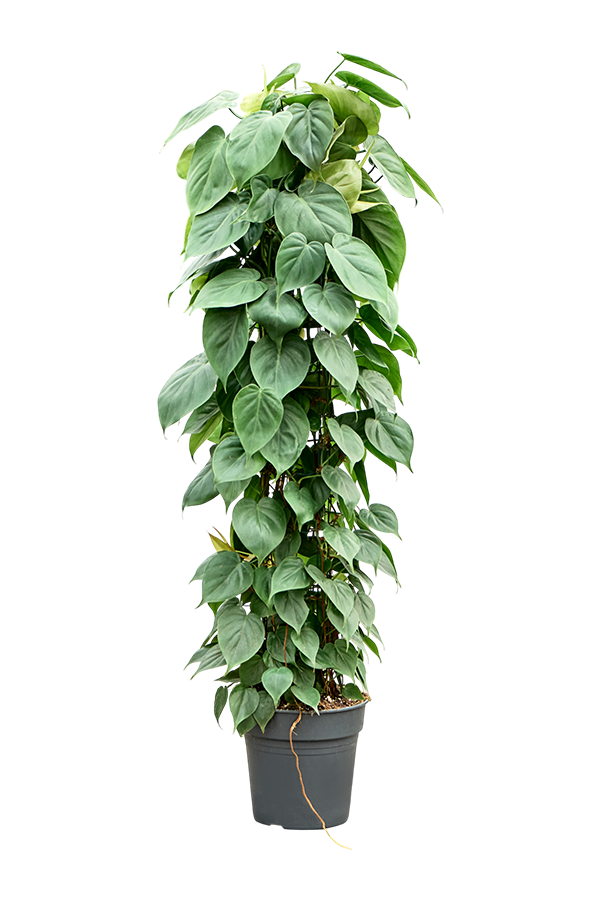 Philodendron Scandens