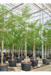 Bucida Buceras Shady Lady (450-500cm)