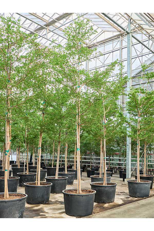 Bucida Buceras Shady Lady (450-500cm)