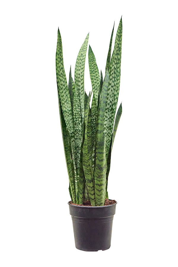 Sansevieria Zeylanica