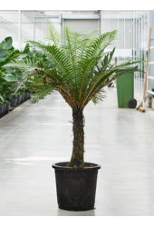 Blechnum Gibbum (90-110)