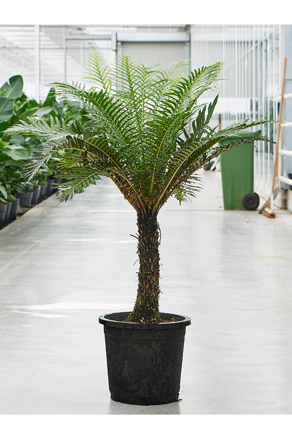 Blechnum Gibbum (90-110)