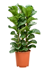 Ficus Lyrata Bambino