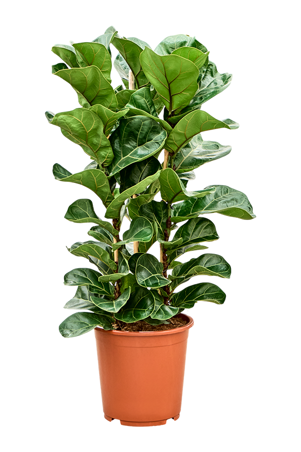 Ficus Lyrata Bambino