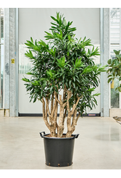 Pleomele (Dracaena) Reflexa